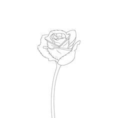 Drawing Rose Flower, Pencil Line Art, Bouquet Drawing, Drawing Rose