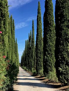 a dirt road lined with tall trees and flowers on either side of the road is a gravel path