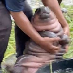 a man is holding a large animal in his hands while another person holds it over the ground