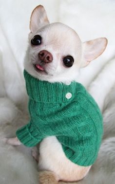 a small white dog wearing a green sweater