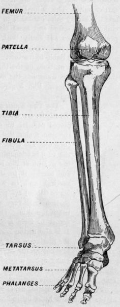 an image of a diagram of the bones