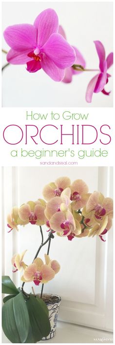 an orchid plant with the title how to grow orchids a beginner's guide