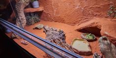 an animal exhibit with rocks and plants in it