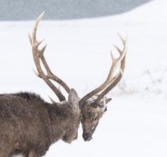 a deer with large antlers standing in the snow