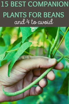 a hand holding a plant with the title 15 best companion plants for beans and how to avoid them