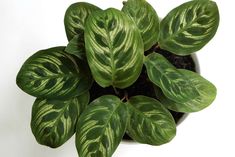 a potted plant with green and white stripes on it's leafy leaves