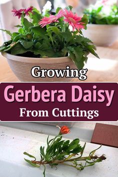 growing gerbera daisy from cuttings in a bowl on a table with text overlay that reads growing gerbera daisy from cuttings