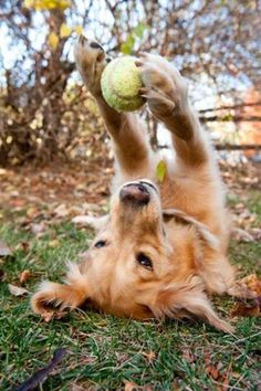 a dog is playing with a tennis ball in the grass and has it's paws up