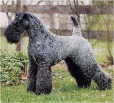 a large gray dog standing on top of a lush green field