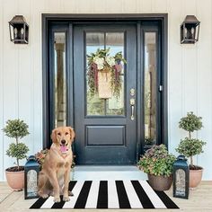 a dog standing in front of a black and white striped door mat with potted plants