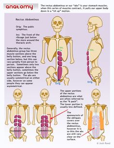 the anatomy of the human body and its major skeletal systems, including the skeleton's ribs