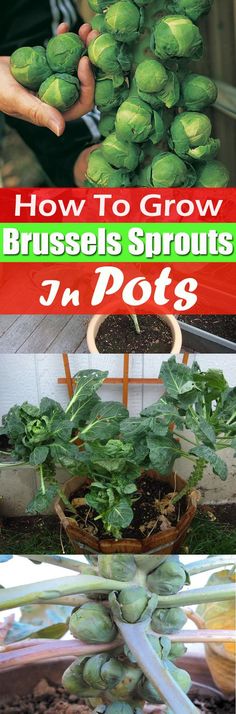 how to grow brussel sprouts in pots