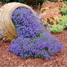 purple flowers are growing out of a wooden barrel in the ground next to other plants