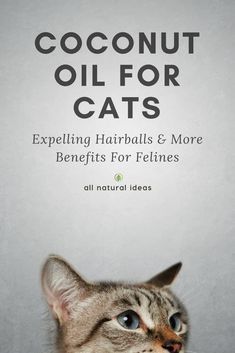 a cat looking up with the caption coconut oil for cats expeling hairballs & more benefits for felines all natural ideas