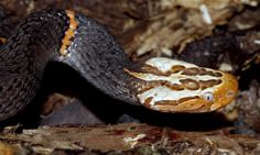 a close up of a snake on the ground