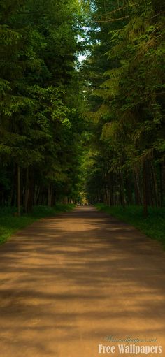 a dirt road in the middle of a forest with lots of trees on both sides