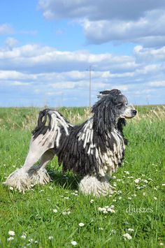 a black and white dog standing on top of a lush green field next to tall grass