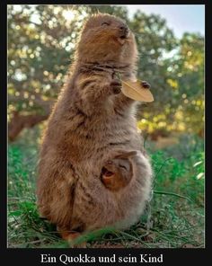 a small rodent sitting on its hind legs in the grass with it's front paws up