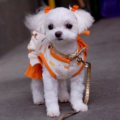 a small white dog wearing an orange dress