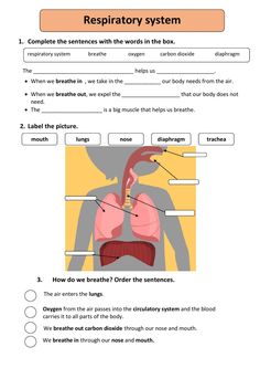 the human body and organs worksheet is shown in this graphic diagram, which shows how