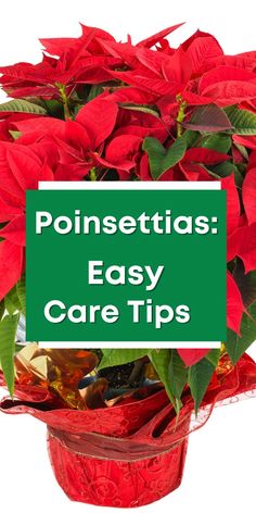 poinsettias easy care tips