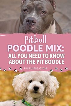 a white dog with a pink sign that says pitbull poodle mix all you need to know about the pitboodle