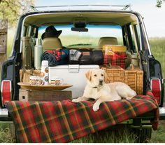 a dog is laying on a blanket in the back of a truck with picnic items