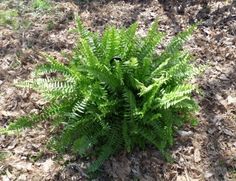 a plant that is growing out of the ground