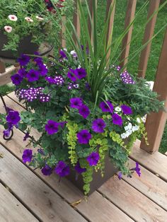 purple and white flowers are in a planter on a wooden deck next to potted plants