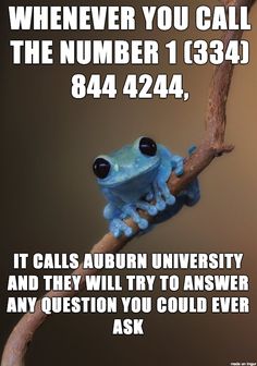 a blue frog sitting on top of a tree branch with the caption when you call the number 13 344 844, it calls auburn university and they will try to answer any question you could ever