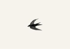 a black bird flying through the sky