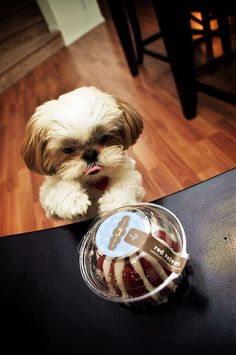 a small white dog sitting on top of a table next to a plastic container filled with food