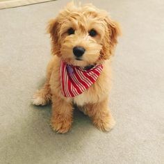 a small brown dog with a red and white scarf around it's neck sitting on the floor