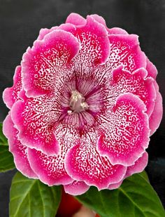 a pink and white flower with green leaves in the foreground, on a black background