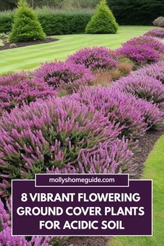 purple flowers growing in the ground with text overlay that reads, 8 vibrant flowering ground cover plants for acidic soil