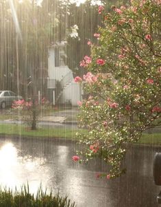 the sun shines brightly on a rainy day with pink flowers in the foreground