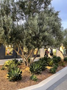 two people standing under an olive tree in front of a building with large green plants