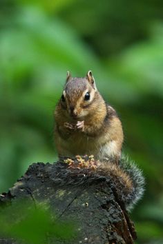 a small squirrel sitting on top of a tree stump with its mouth open and food in it's mouth