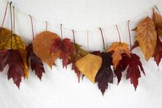 some leaves are hanging from a line on a white wall and there is no image here to provide a caption for