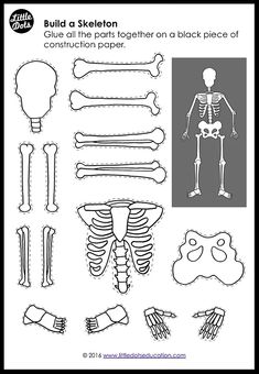 the skeleton and bones are shown in black and white, as well as an outline for each