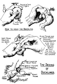 instructions for how to hold the duckling from an old book, with pictures and text