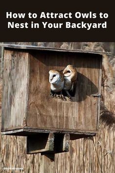 two owls sitting in a bird house with the caption how to attract owls to nest in your backyard