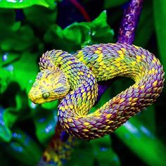 a purple and yellow snake on a branch with green leaves in the backgroud