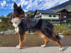 a dog wearing a harness standing on the side of a road next to a body of water