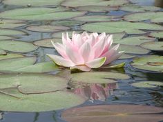 a pink flower is floating on top of lily pads in the water's surface