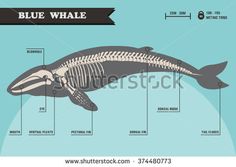 the anatomy of a whale and its parts labeled in blue, black and white colors