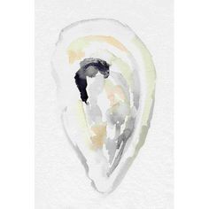 a watercolor painting of an oyster shell