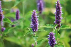 purple flowers with green leaves in the background