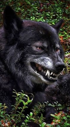 a black wolf laying in the grass with its mouth open