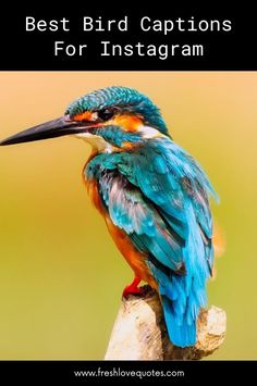 a colorful bird sitting on top of a tree branch with the words best bird captions for instagram